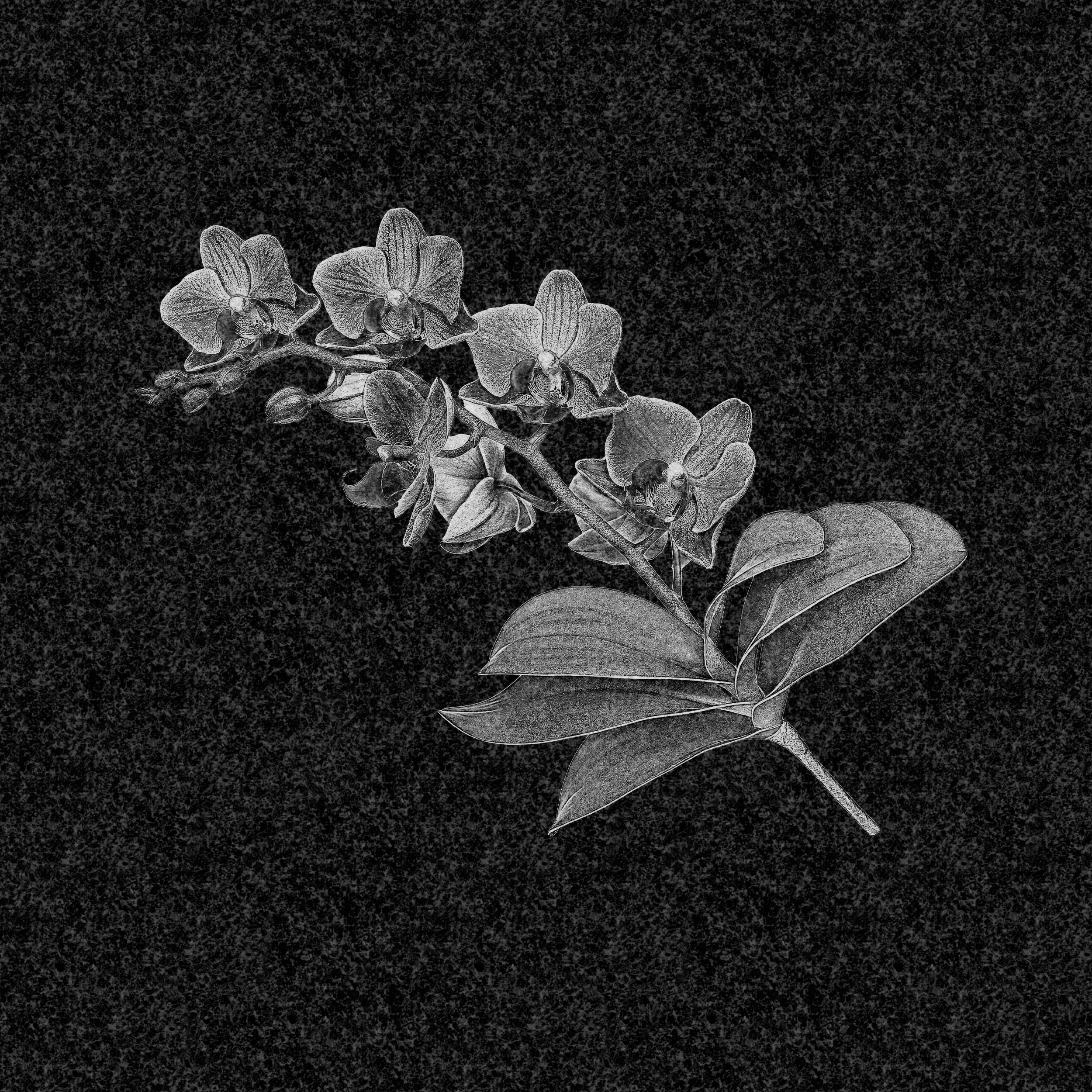 Цветы | Рисунок ветвь орхидеи, ЦВ-031